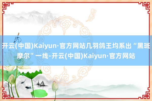 开云(中国)Kaiyun·官方网站几羽鸽王均系出“黑斑摩尔”一线-开云(中国)Kaiyun·官方网站